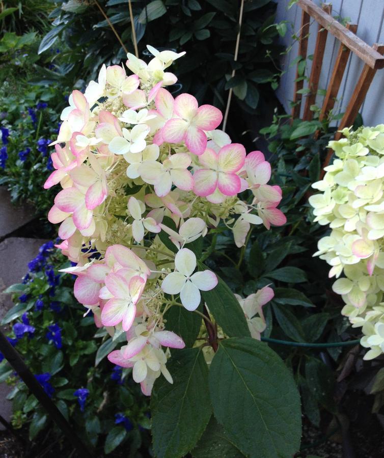 Gardenside Bed And Breakfast Anchorage Exterior foto